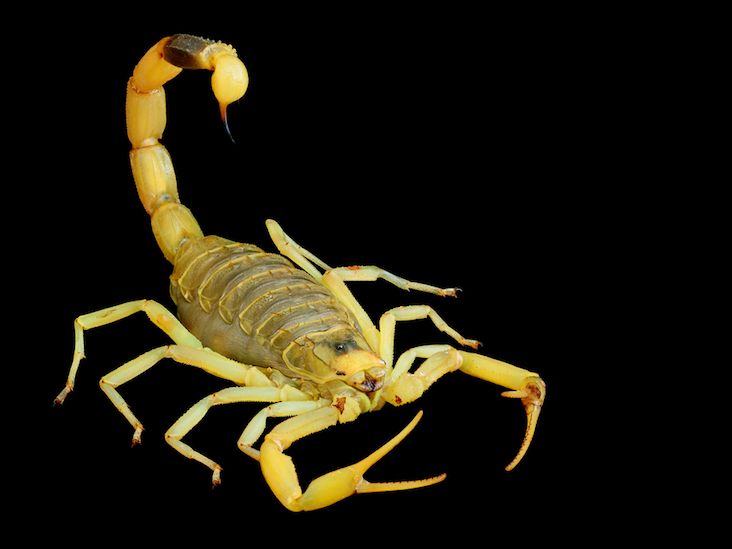 Deathstalker Scorpion