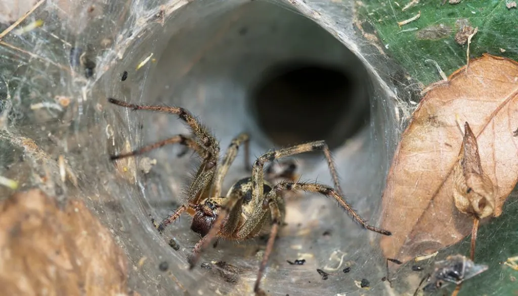 Funnel-web Spider