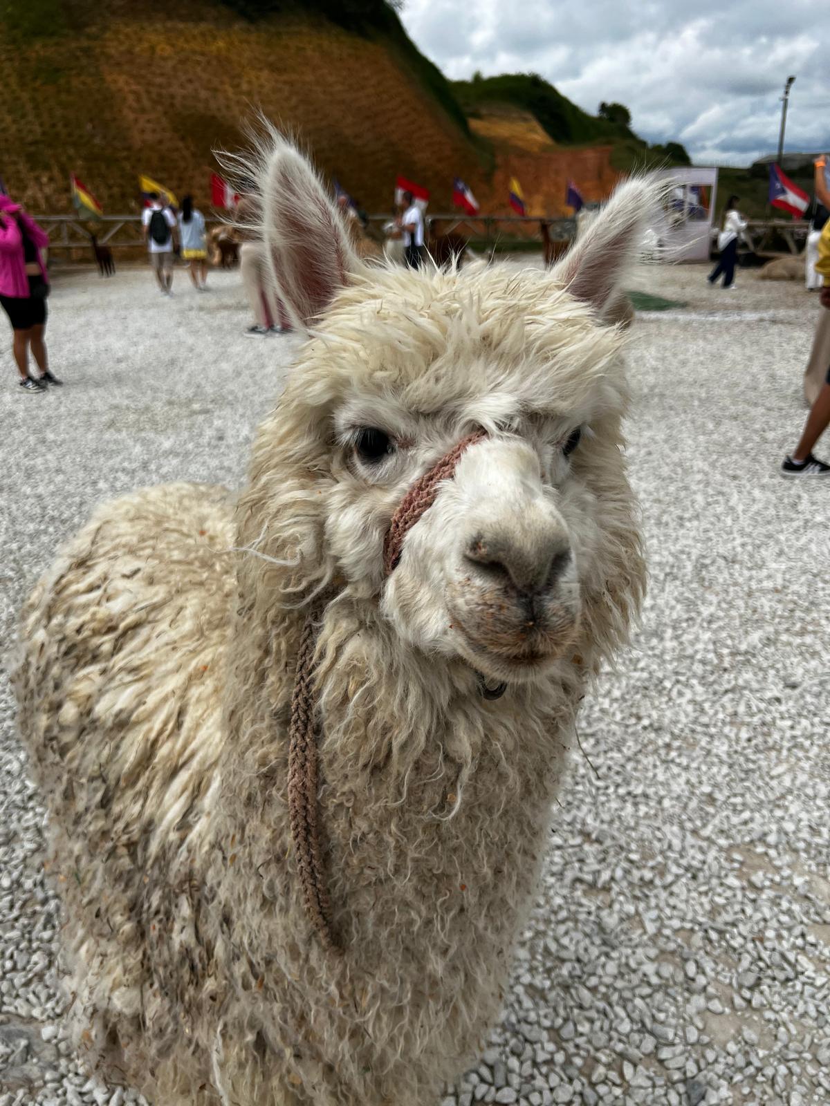 llama
